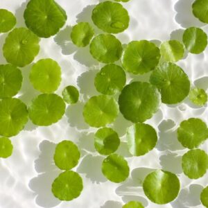 Centella Asiatica kao sastojak za smanjenje crvenila i iritacija kože